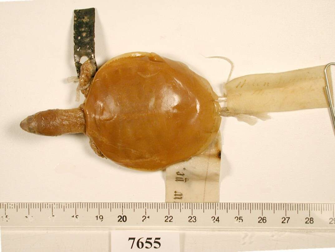 Image of Apalone mutica calvata (Webb 1959)