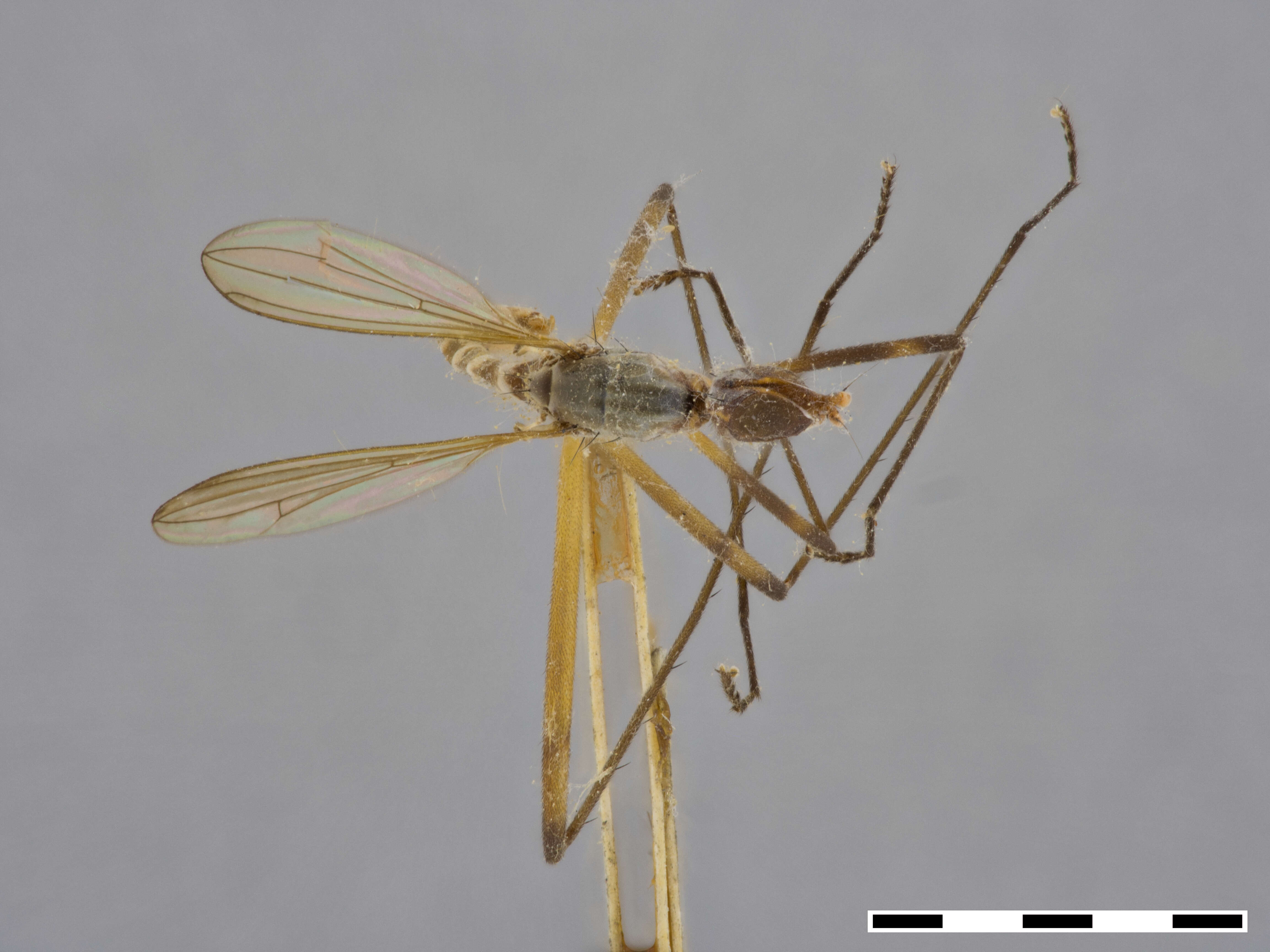 Image of Micropeza biannulata Cresson 1926