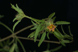 Image of bracted fanpetals