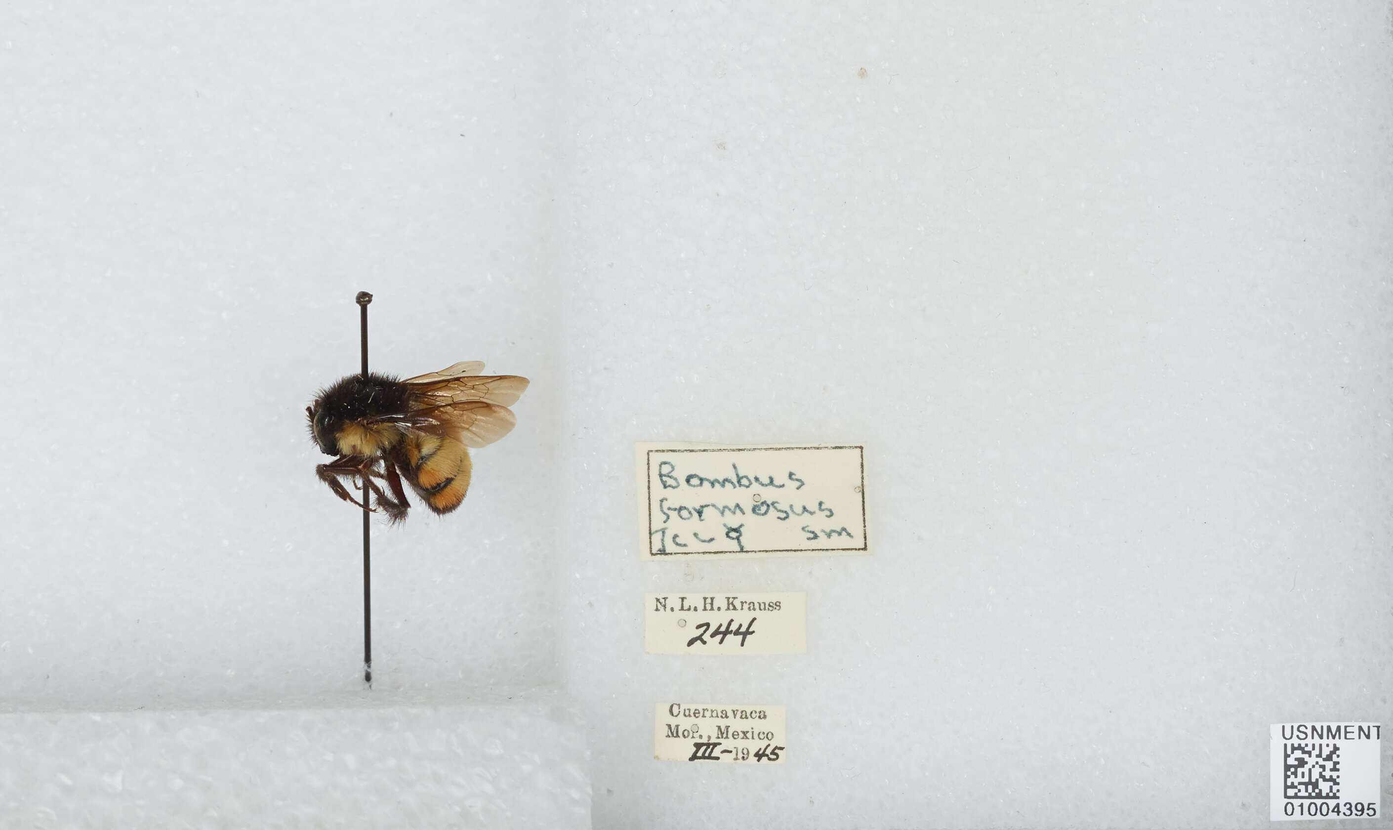 Image of Bombus ephippiatus Say 1837