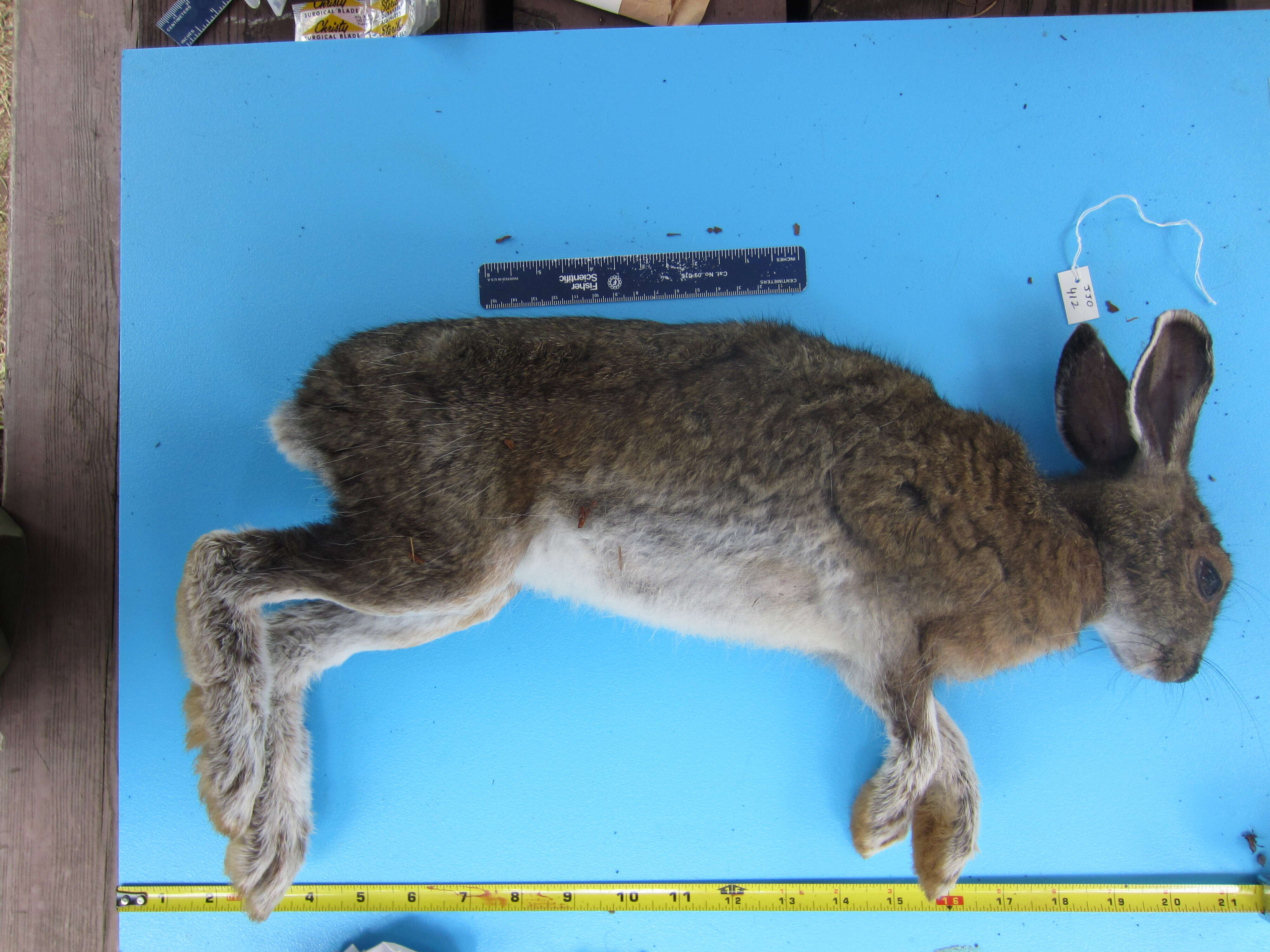 Imagem de Lepus americanus americanus Erxleben 1777