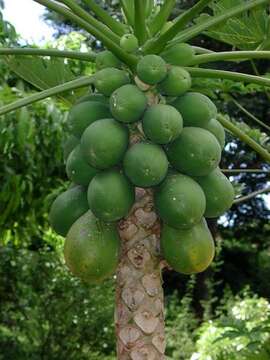 Image of papaya