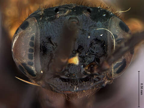 Image of Erythraspides Ashmead 1898