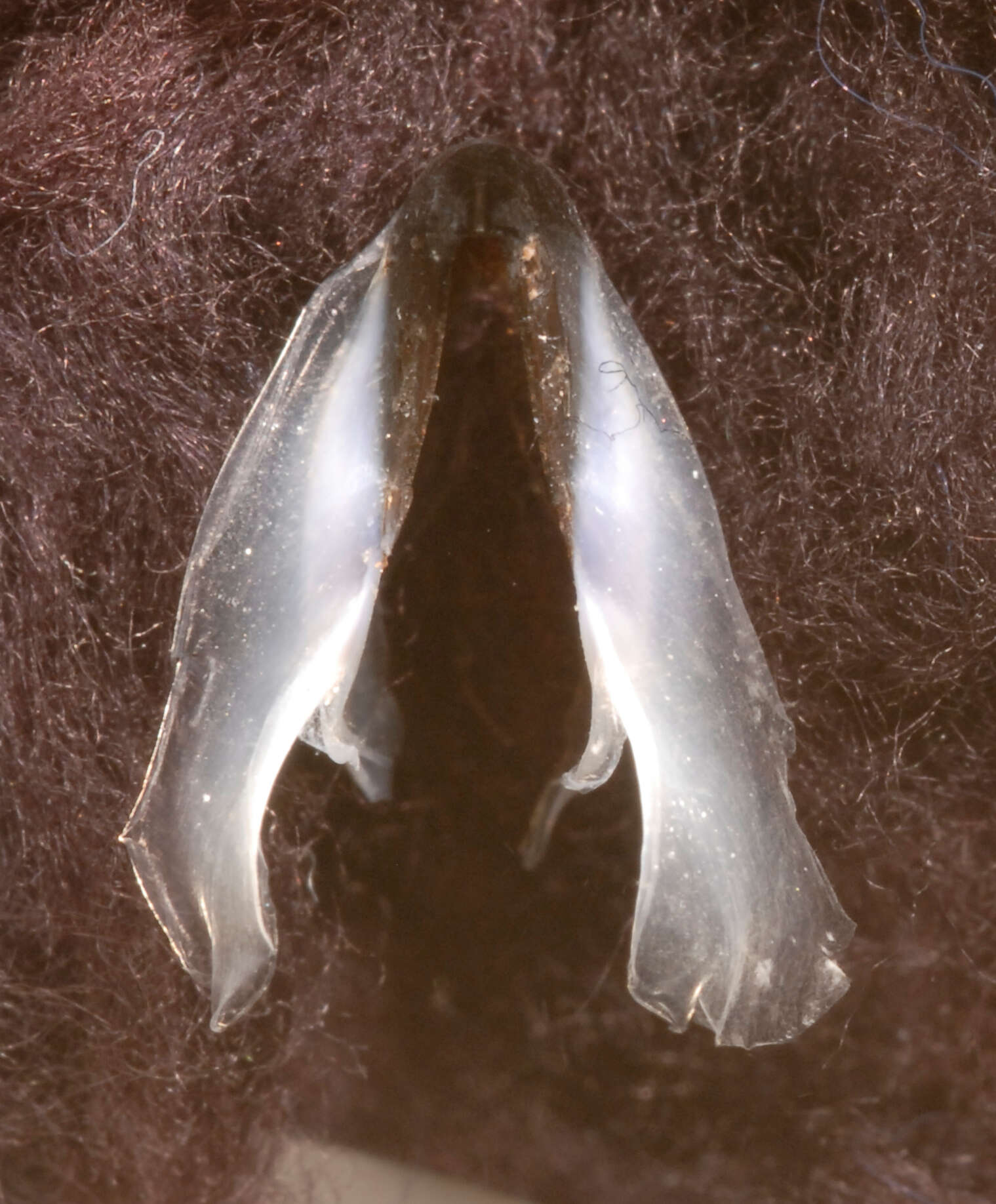 Image of Coffee bean scaled squid