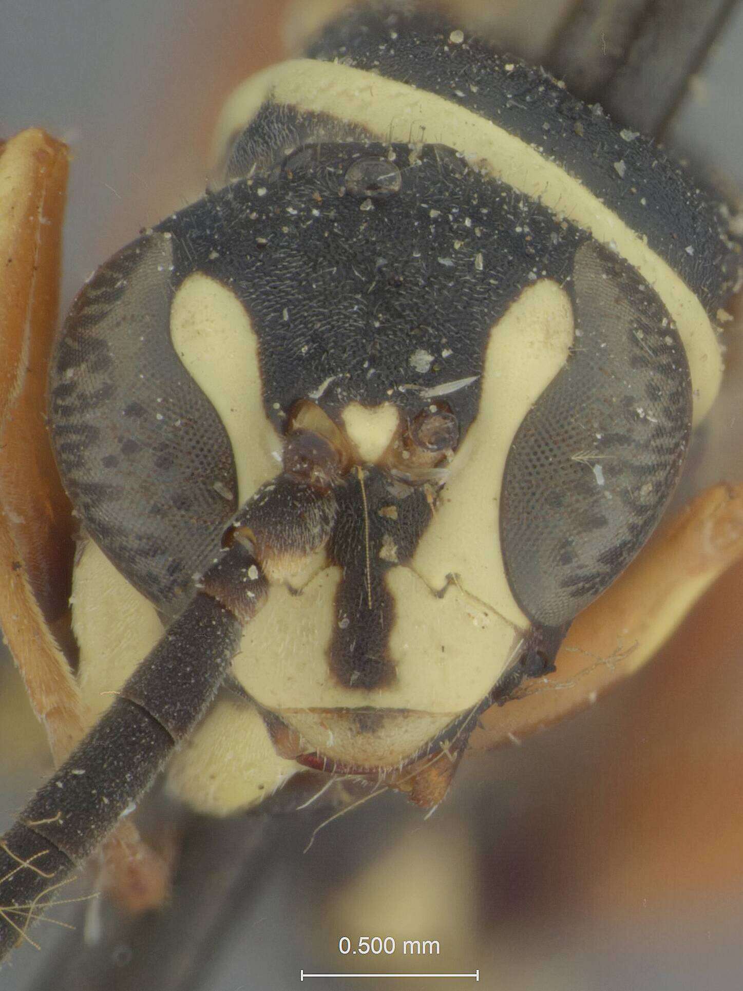 Image of Ceropales maculata rhodomerus Townes 1957