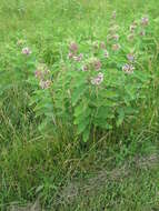 Image of common milkweed