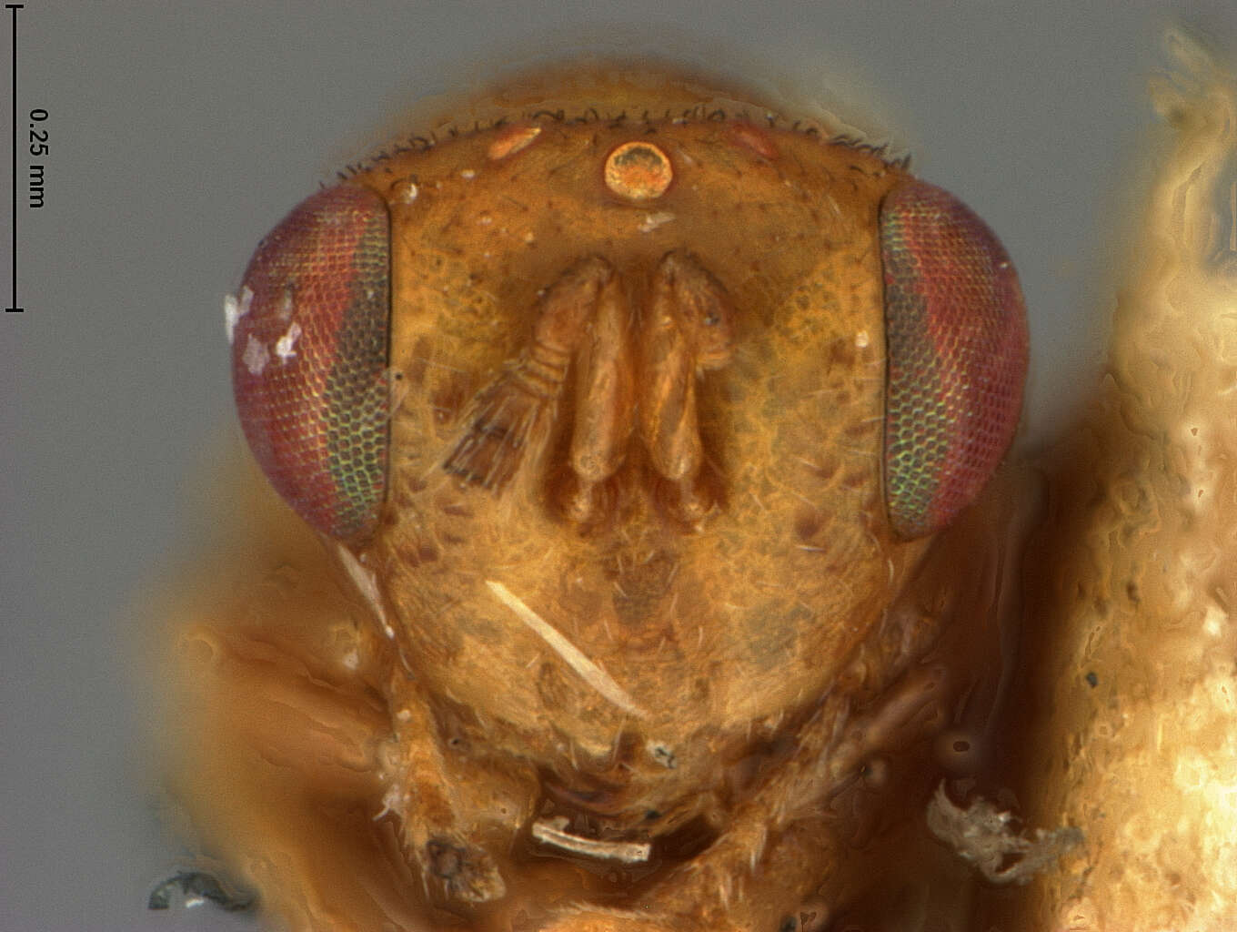 Image of Eurytomidae