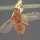 Image of Parasitoid wasp