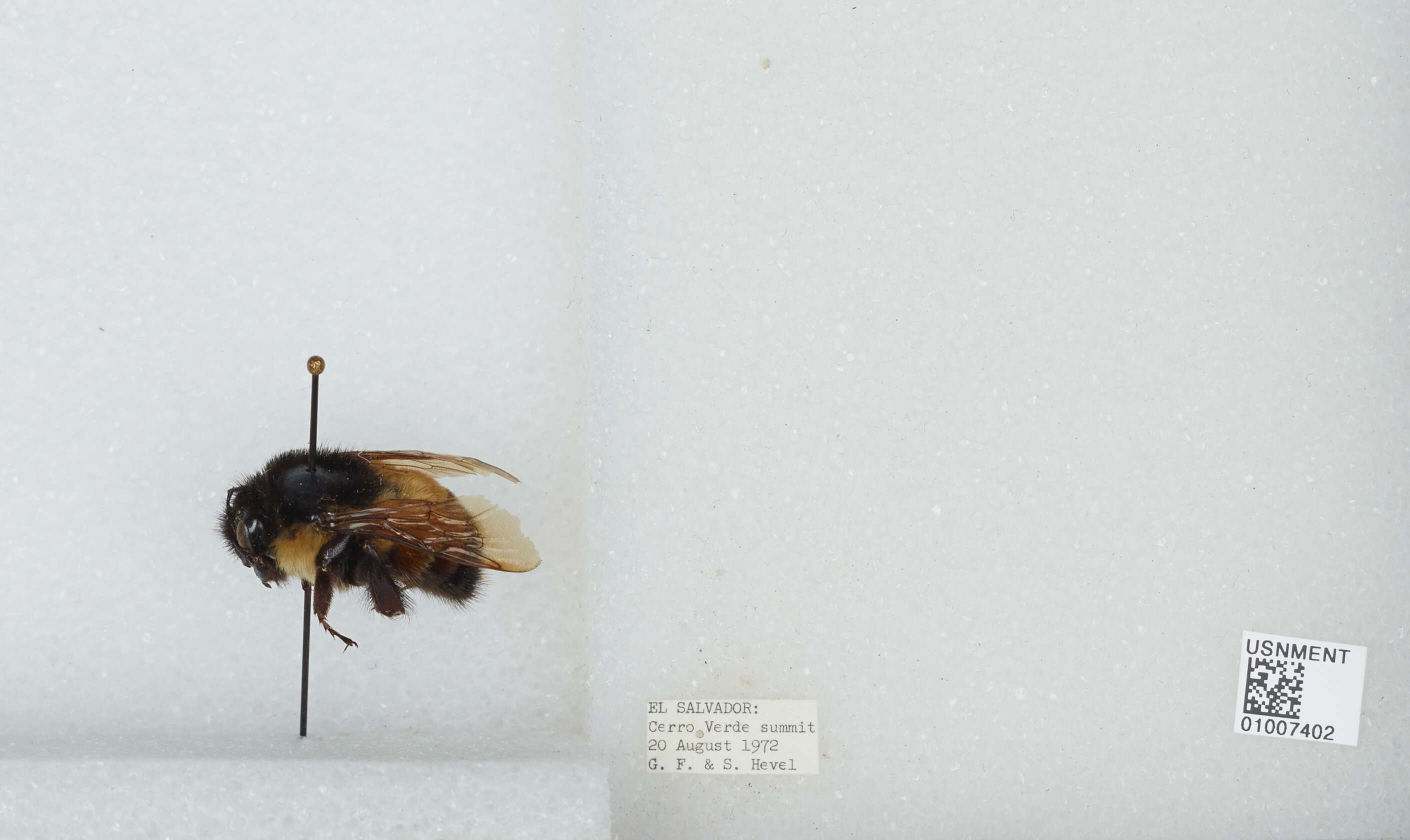 Image of Bombus ephippiatus Say 1837