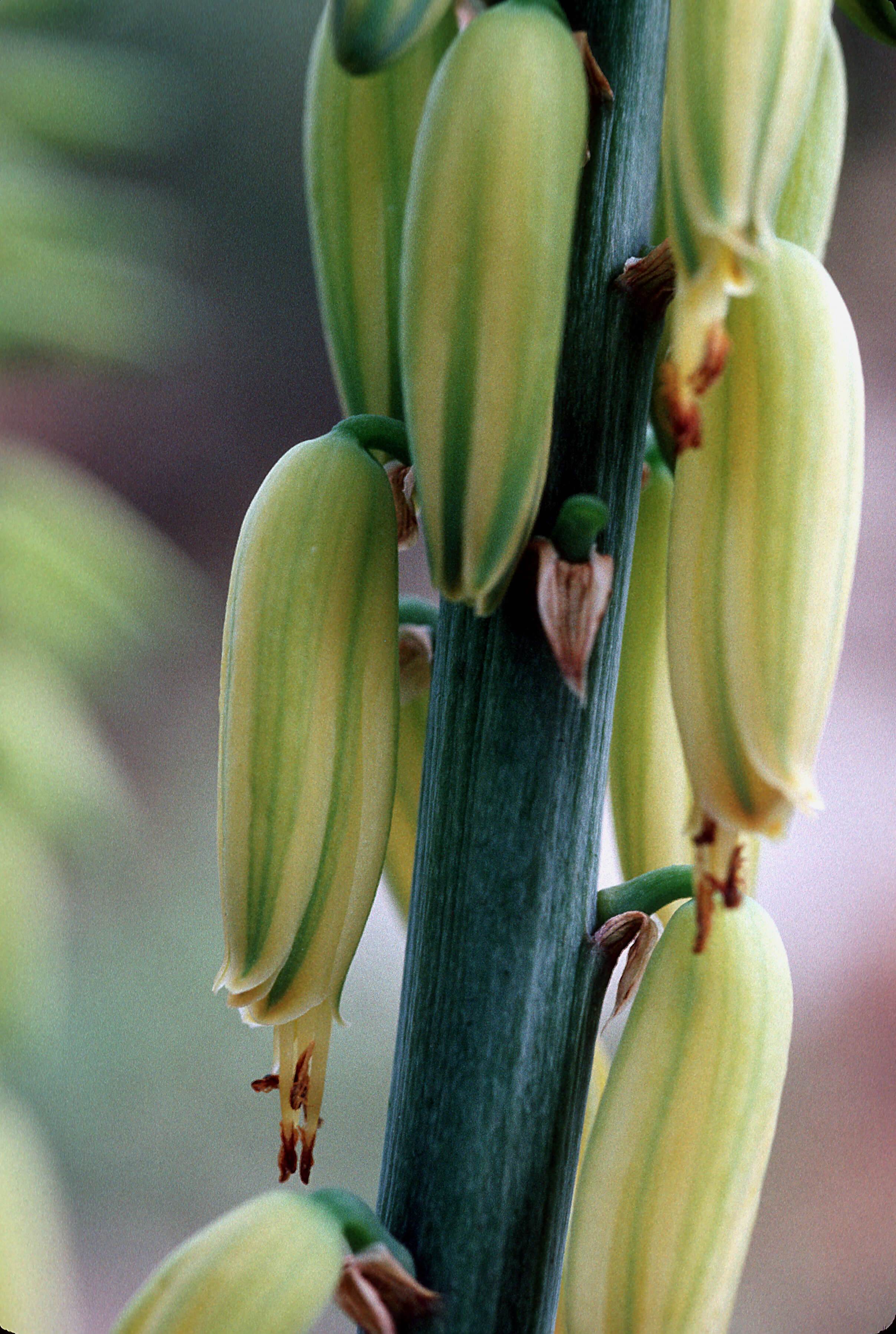 Imagem de Aloe vera (L.) Burm. fil.