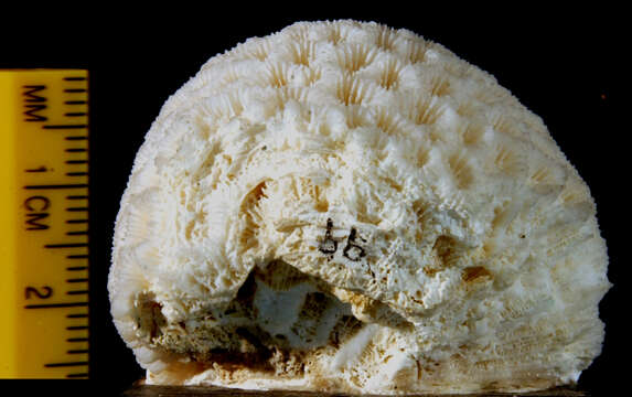 Sivun Goniastrea favulus (Dana 1846) kuva