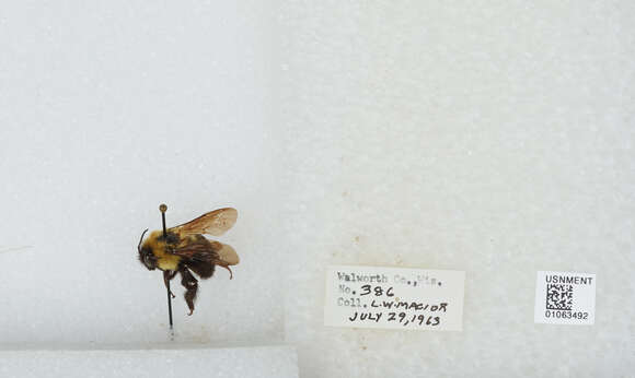 صورة Bombus bimaculatus Cresson 1864