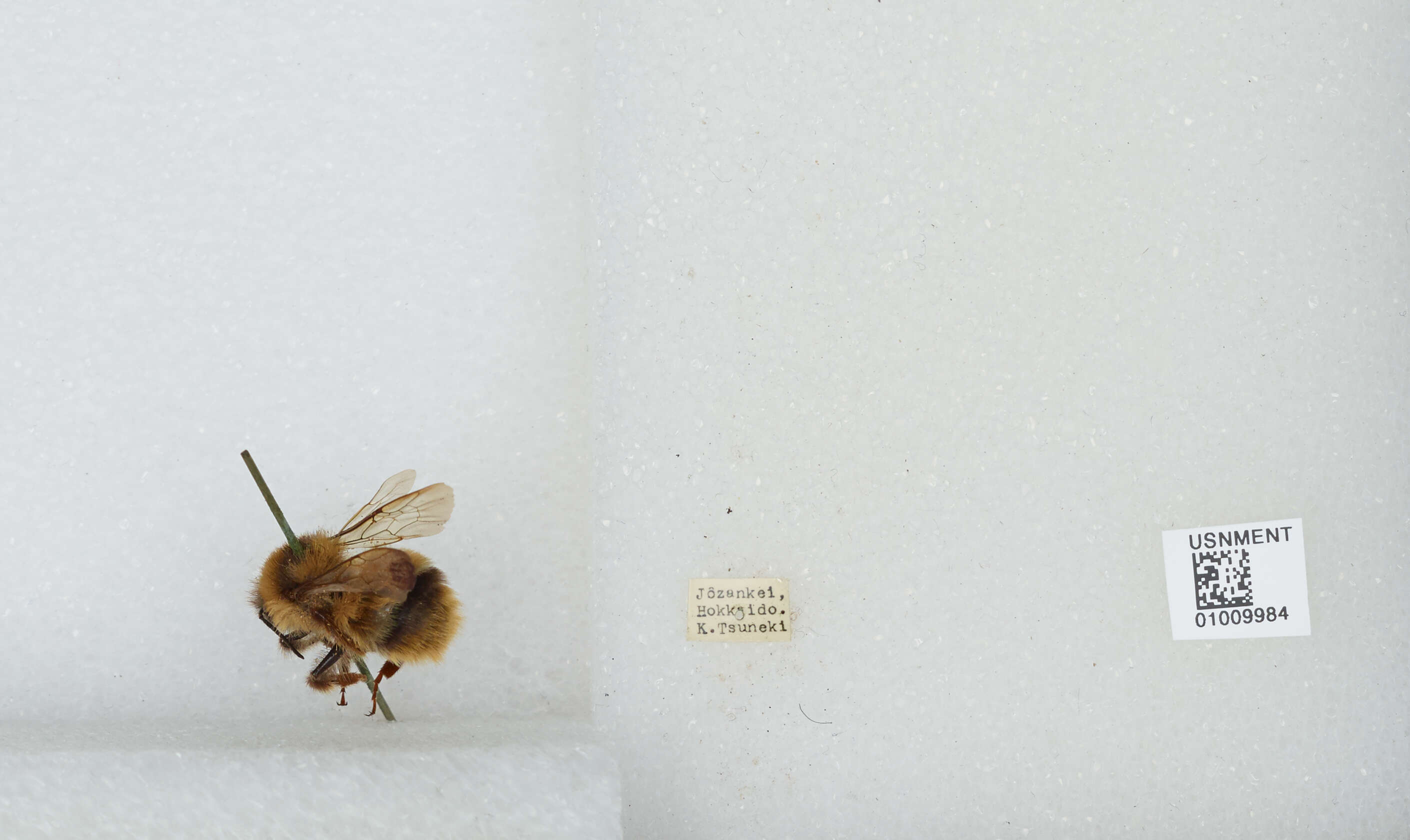 Image of Bombus ignitus Smith 1869