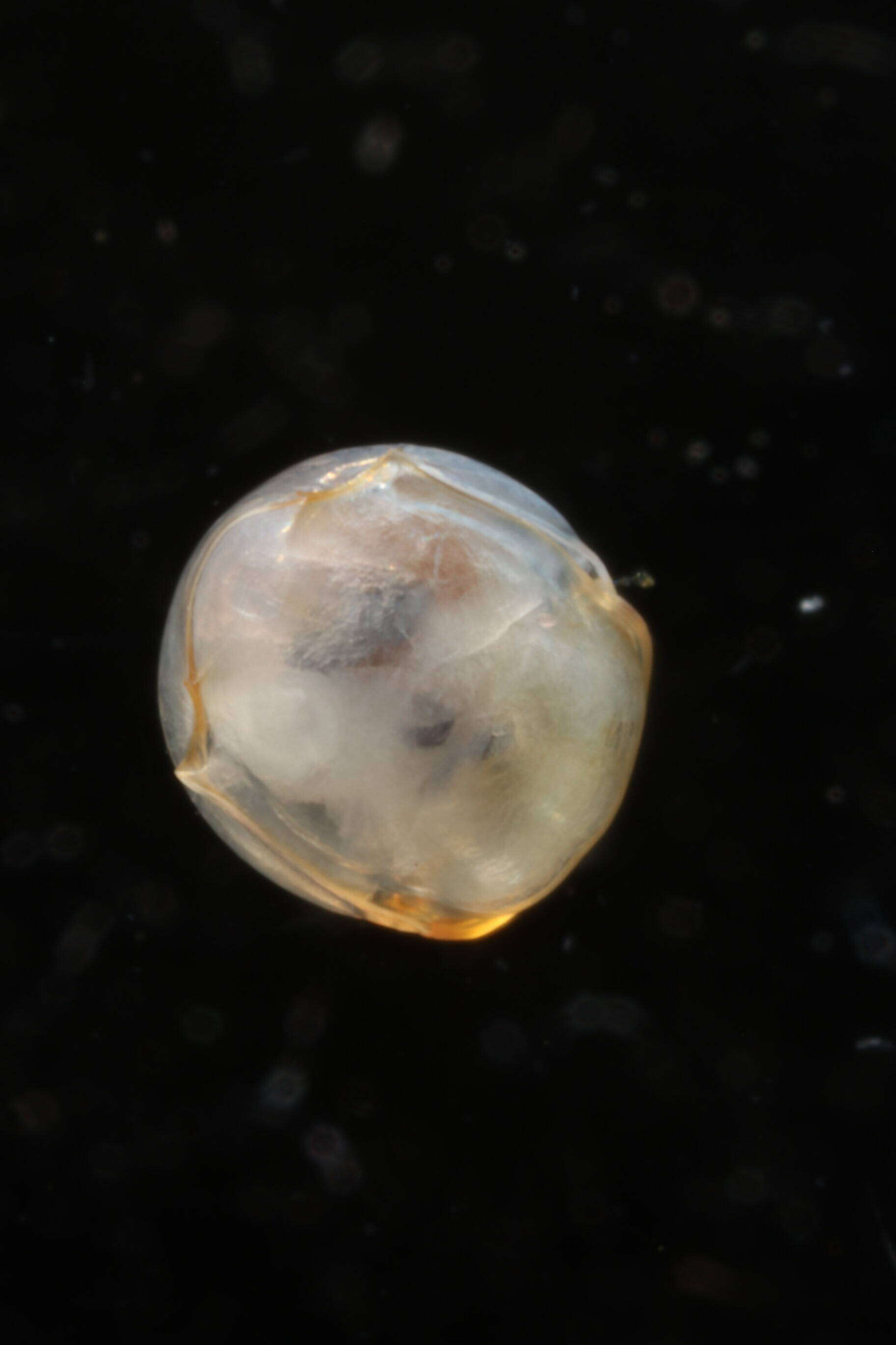 Image of Telodiacria Rampal 2019