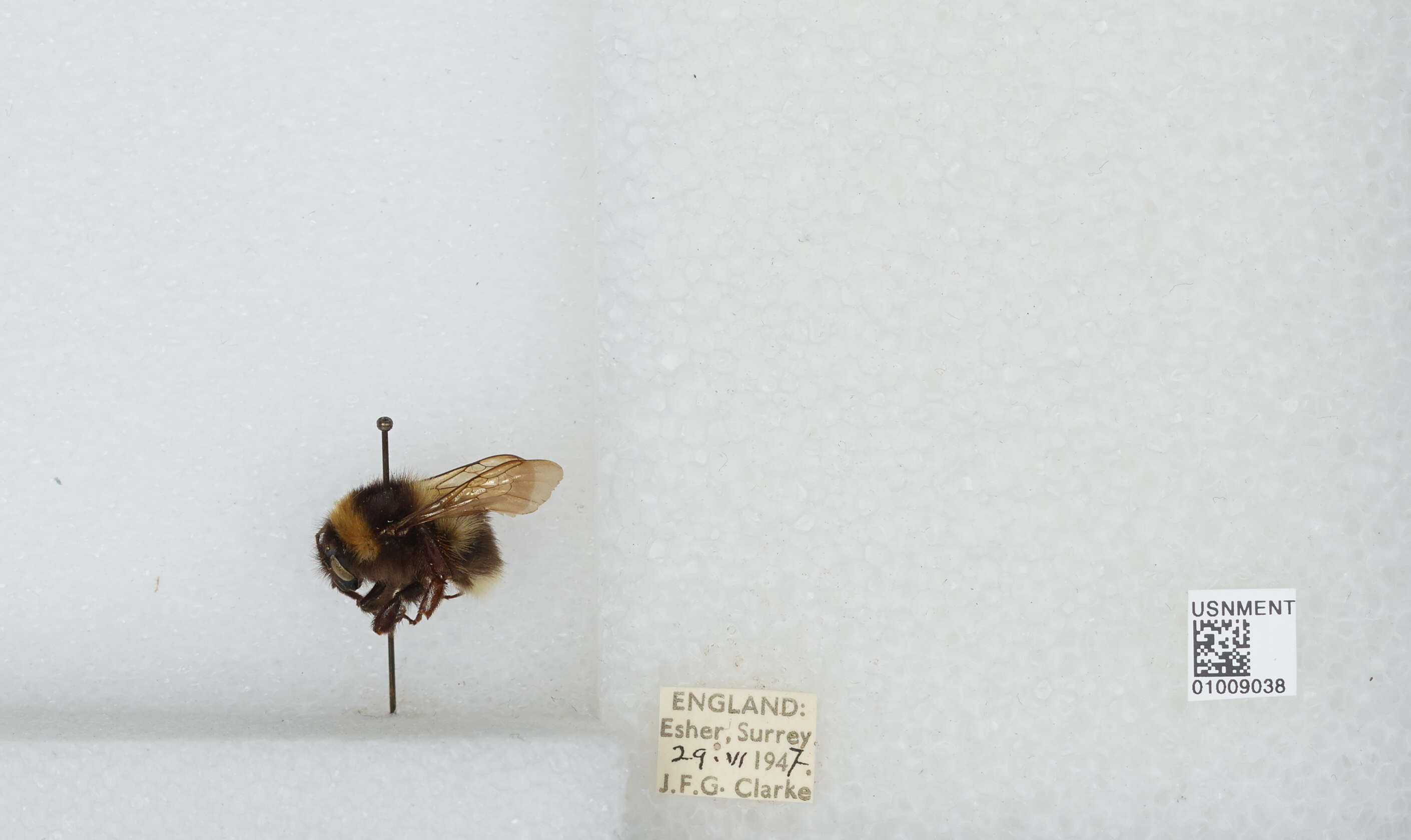 Plancia ëd Bombus hortorum (Linnaeus 1761)