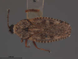 Image of Monanthia labeculata Uhler