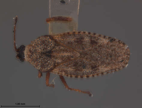 Monanthia labeculata Uhler resmi