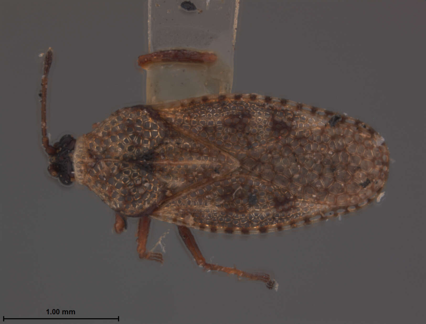 Image of Monanthia labeculata Uhler