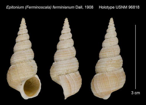 Image of Epitonium ferminianum Dall 1908