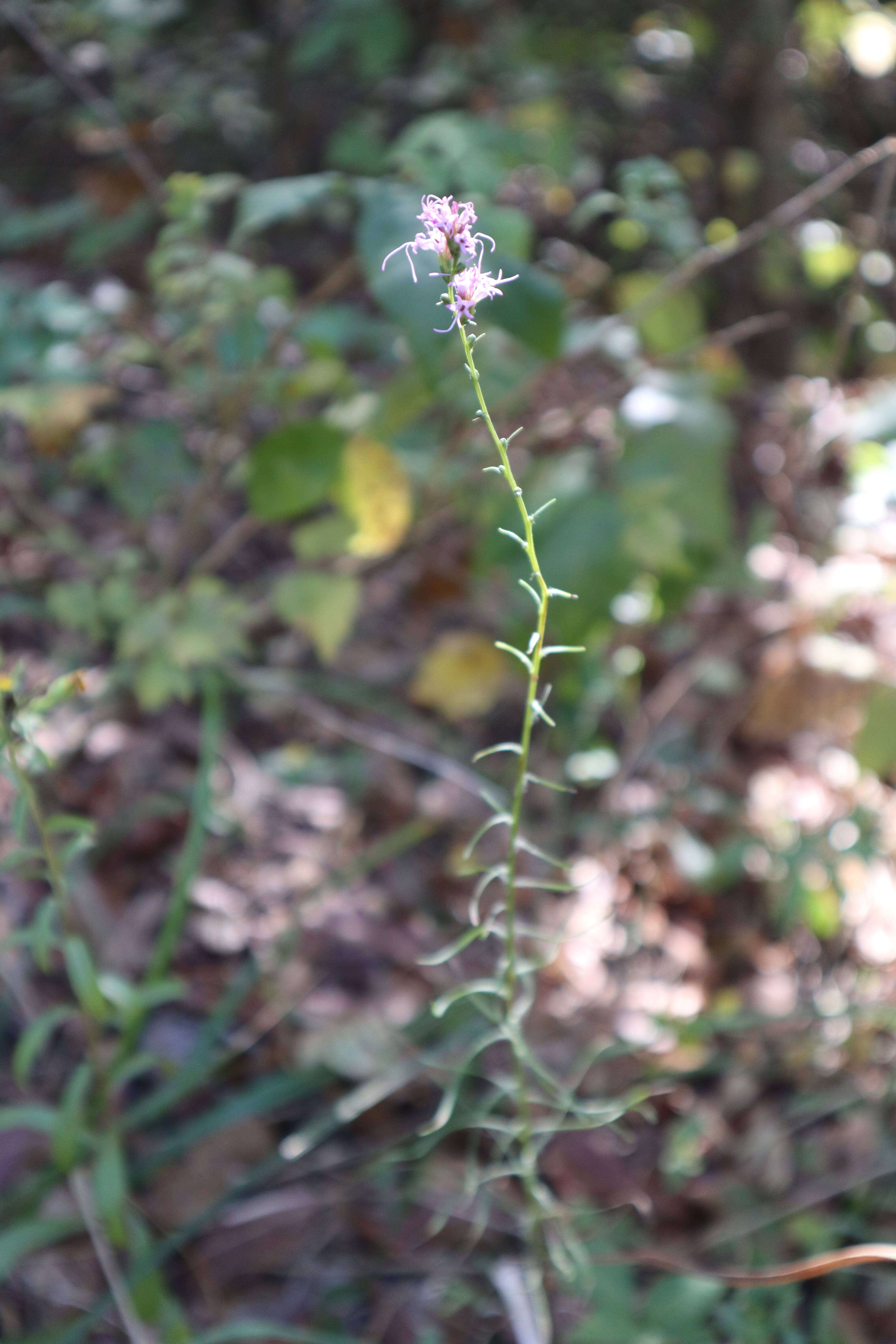 Image de Liatris elegantula (E. Greene) Schumann