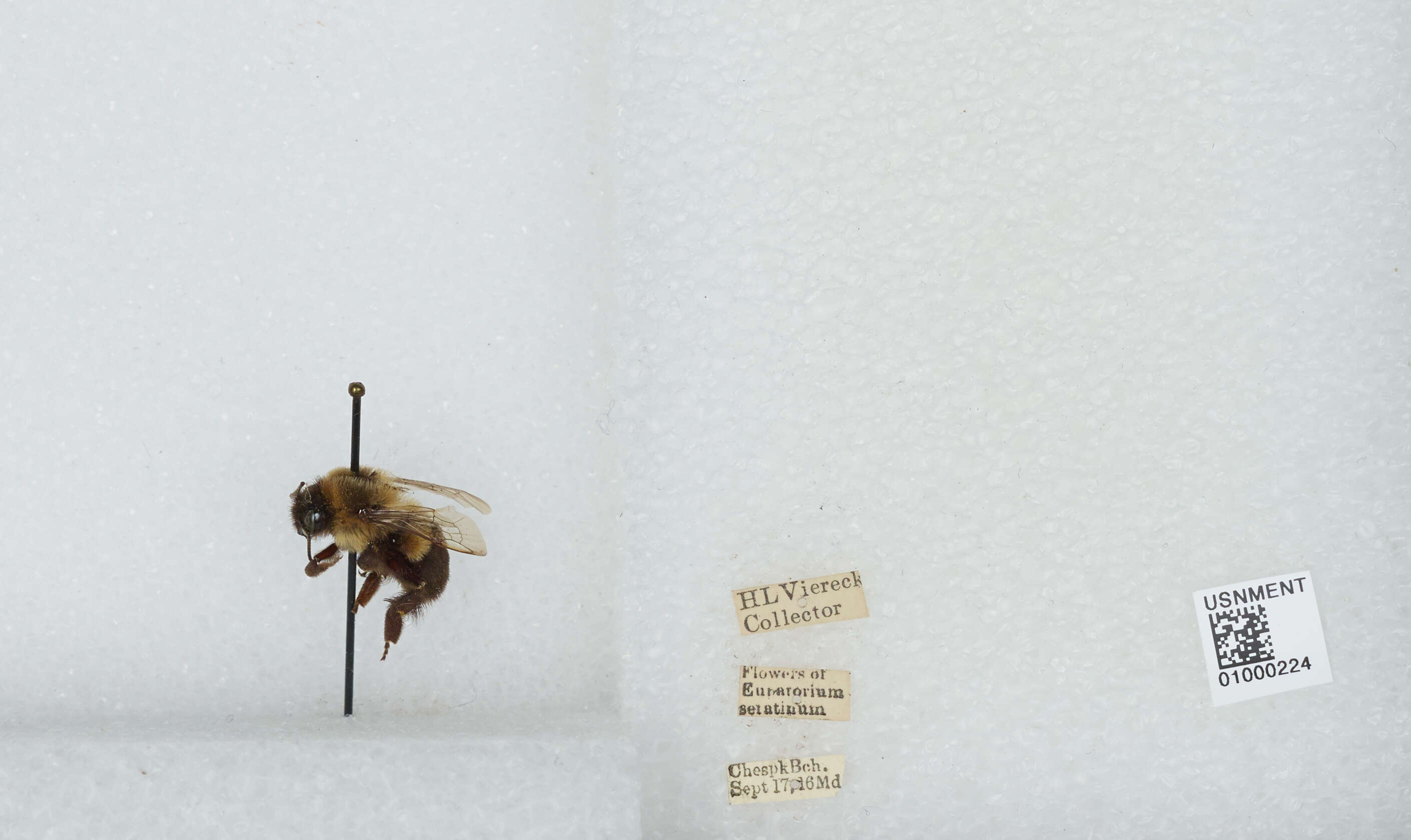 Image of Common Eastern Bumblebee