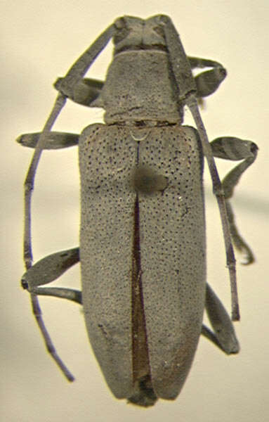 Image of Canidia canescens (Dillon 1955)