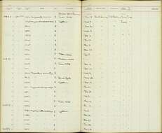 Image of Myiarchus panamensis panamensis Lawrence 1860