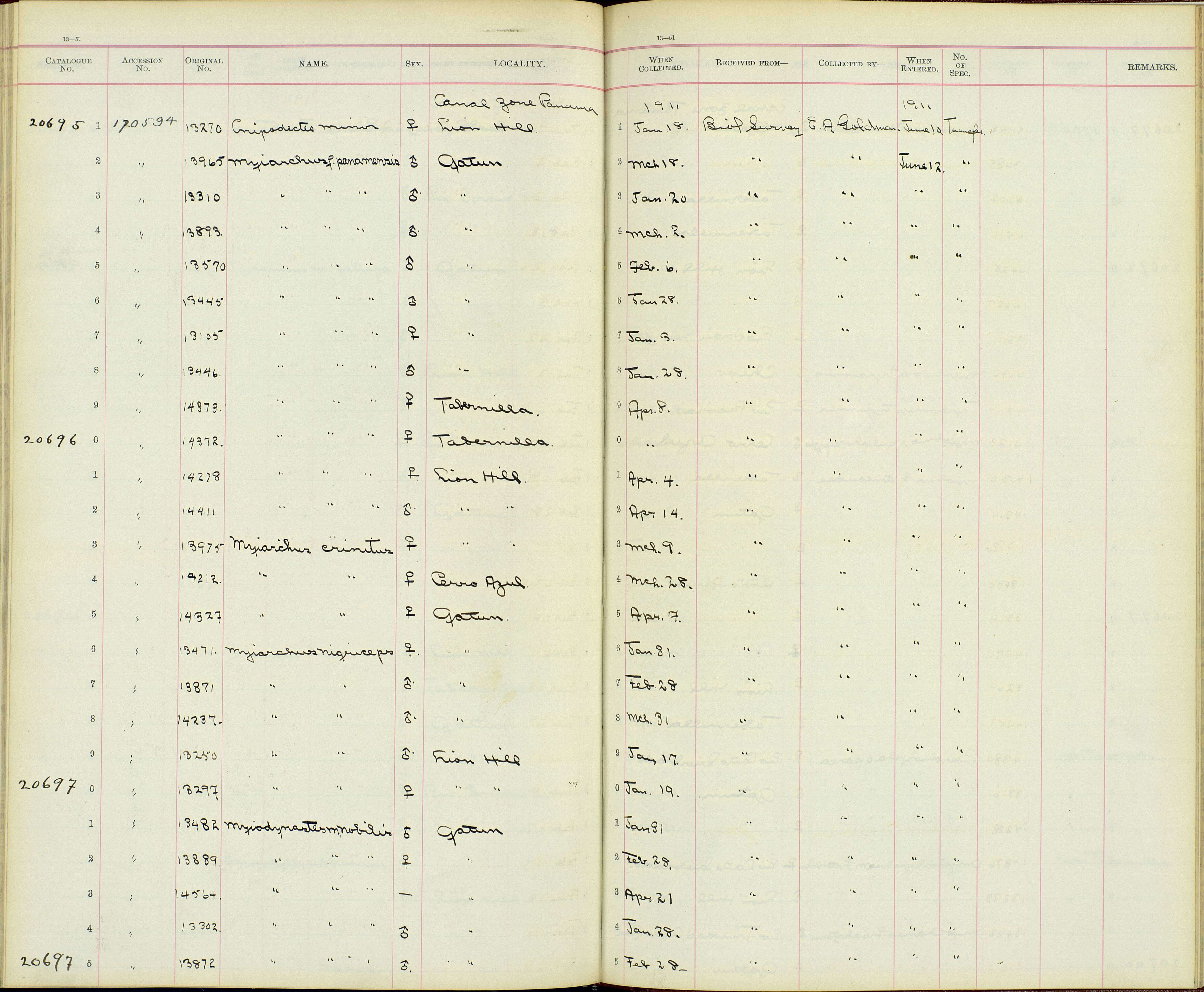 Image of Myiarchus panamensis panamensis Lawrence 1860