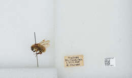 Imagem de Bombus diversus Smith 1869