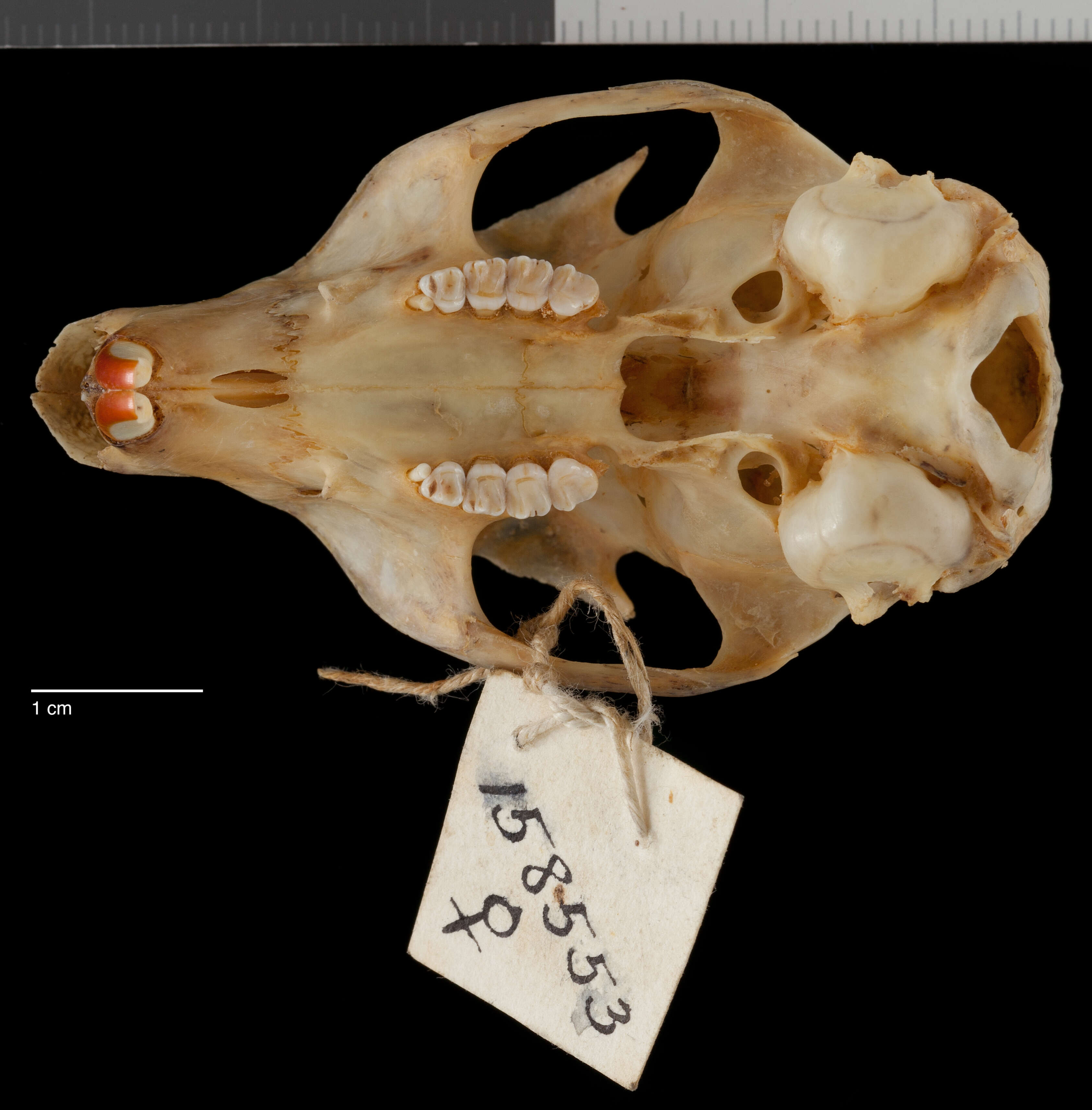 Image of Sciurus aberti chuscensis Goldman 1931