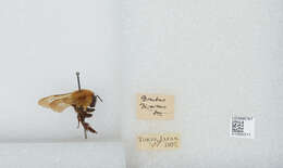 Imagem de Bombus diversus Smith 1869