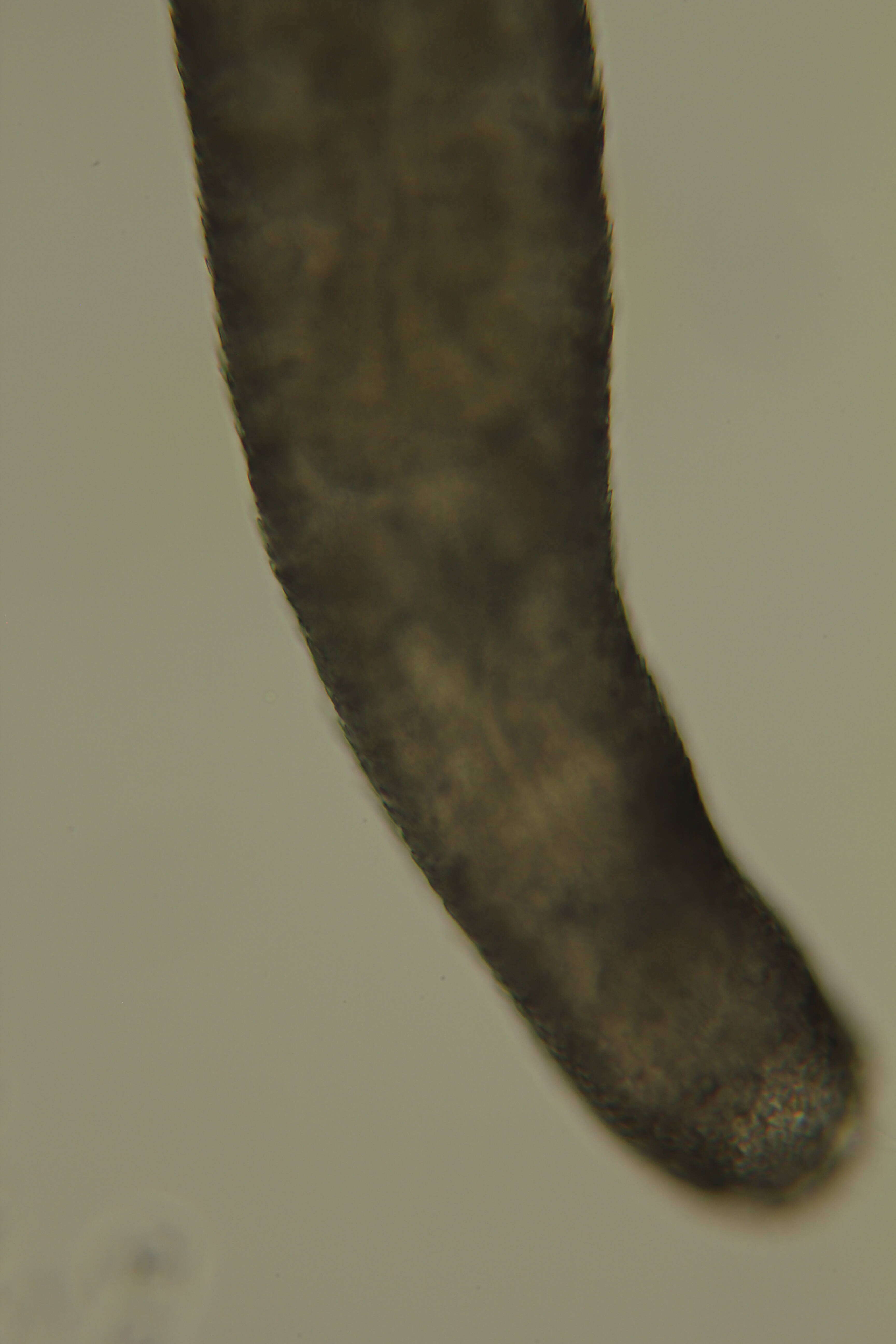 Image of Dondersiidae