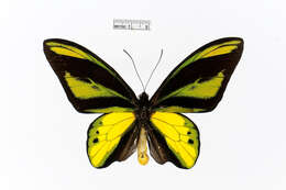 Слика од Ornithoptera tithonus de Haan 1840