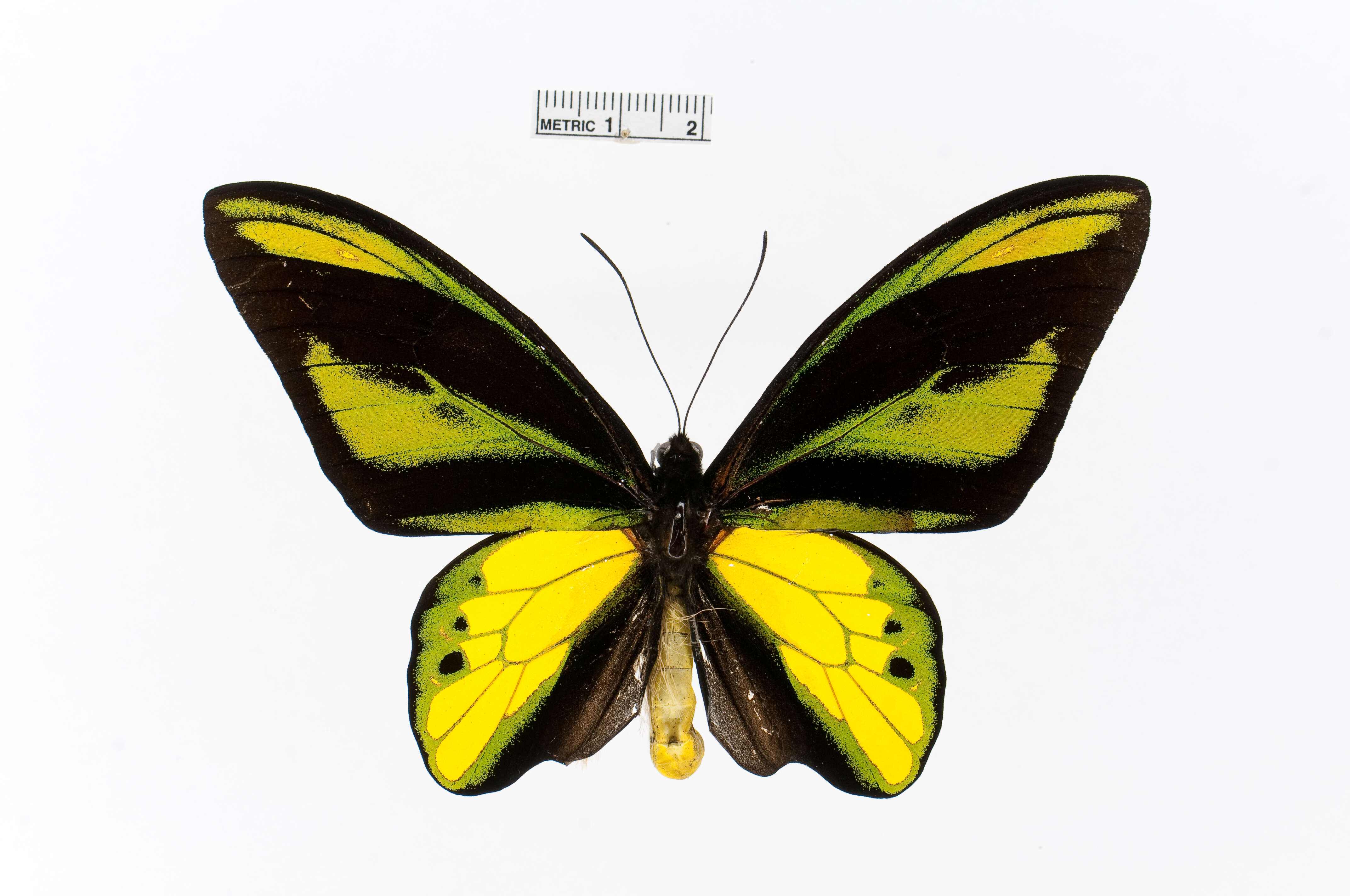 Слика од Ornithoptera tithonus de Haan 1840