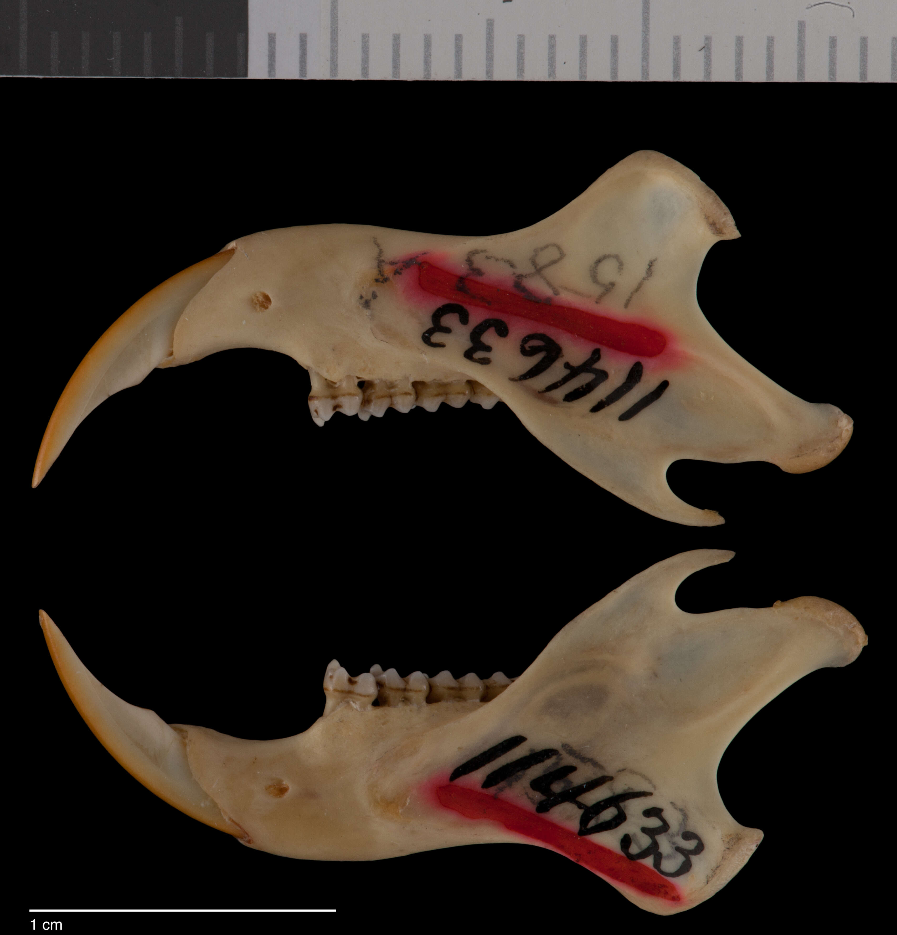 Image of Sundasciurus subgen. Sundasciurus Moore 1958