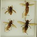 Image of Vespa crabro gribodoi Bequard 1931