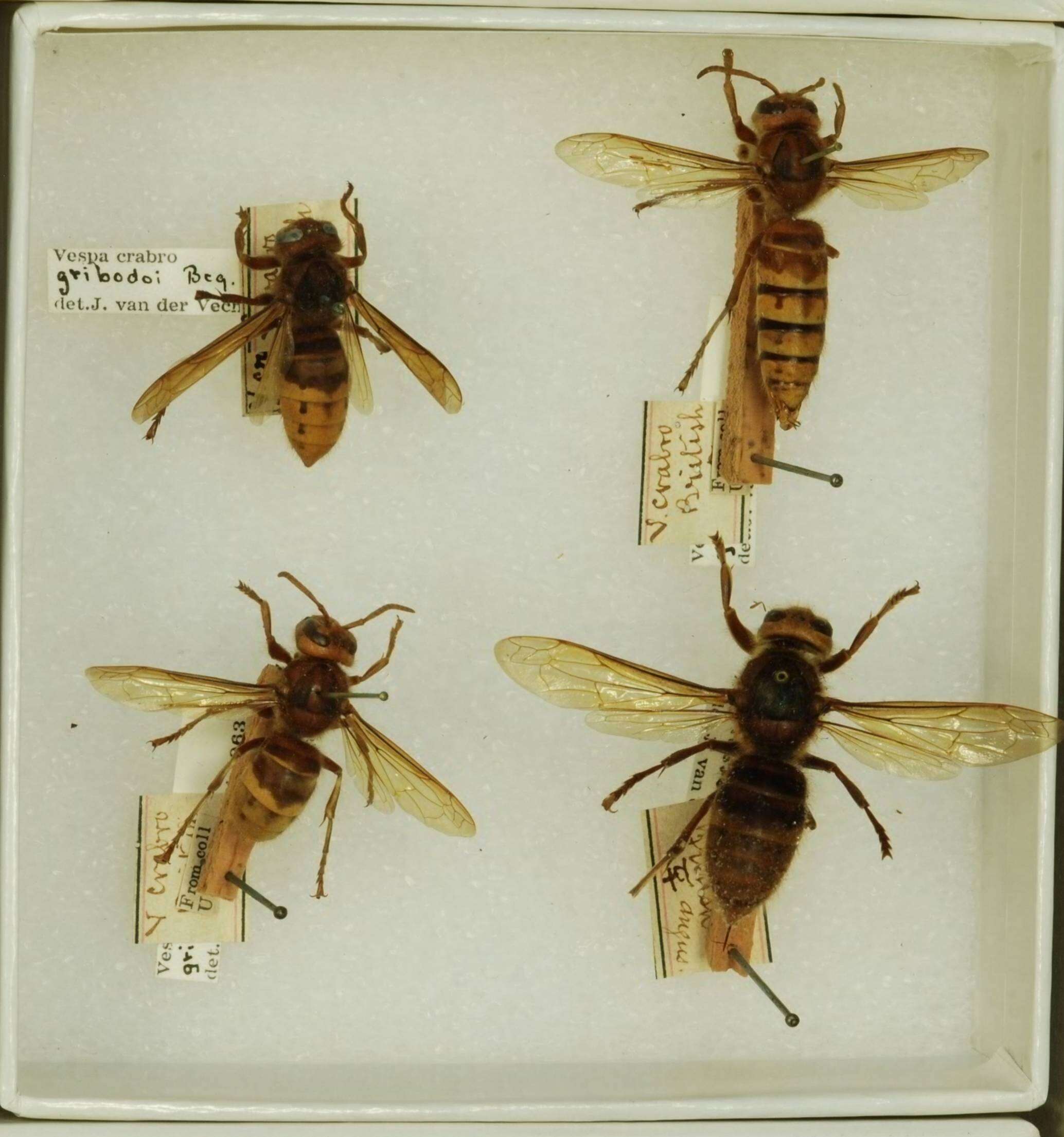 Image of Vespa crabro gribodoi Bequard 1931