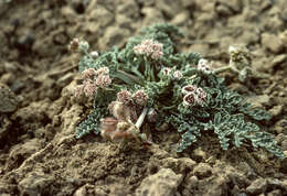 Image of purple springparsley