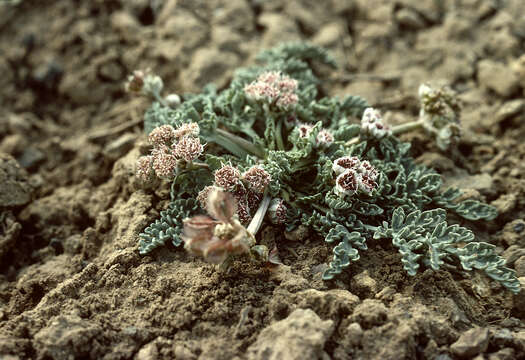 Image of purple springparsley