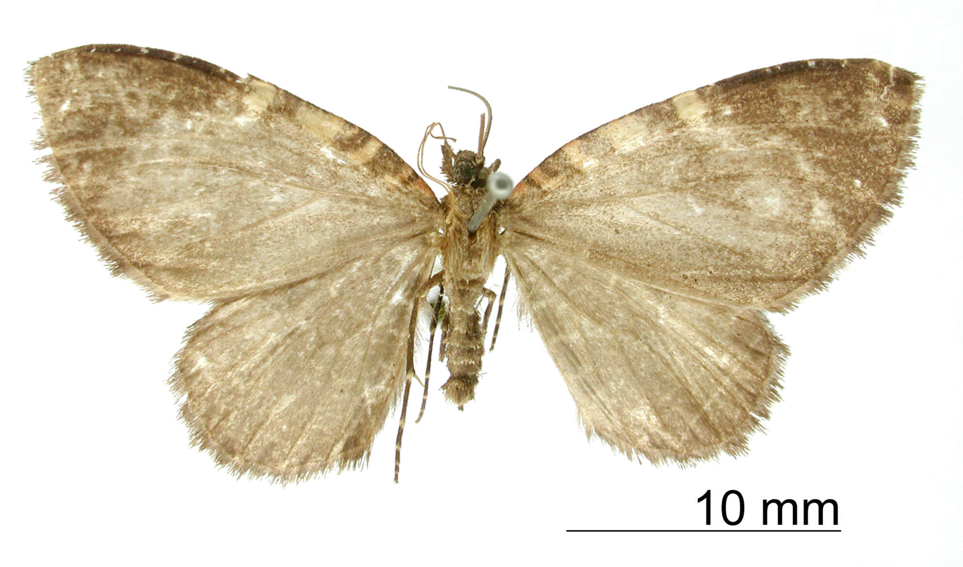 Слика од Callipia costinotata Warren 1908