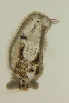 Image of Philinoglossa Hertling 1932