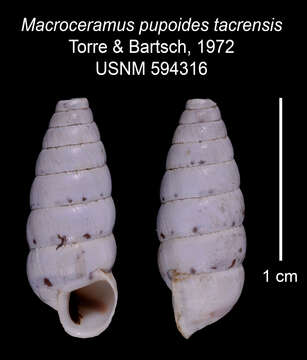 Imagem de Macroceramus pupoides tacrensis C. Torre & Bartsch 2008