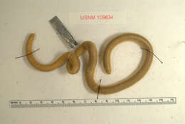 Image of Mann's Worm Snake