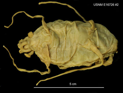 Image of Sea Pigs