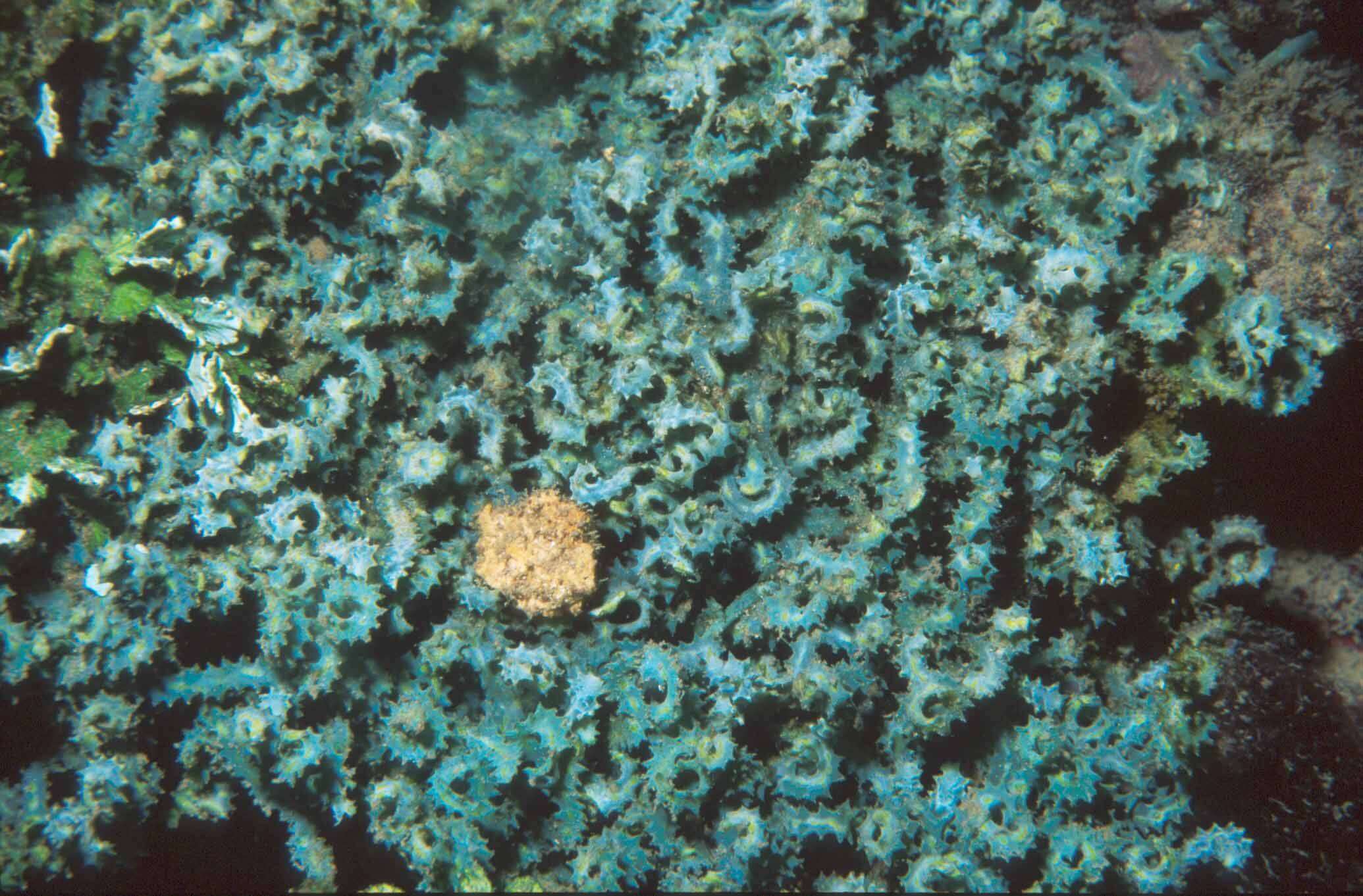 Sivun Caulerpa serrulata f. spiralis kuva