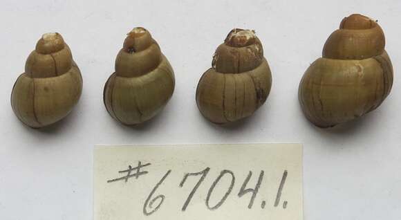 Image of Campeloma decisum (Say 1817)