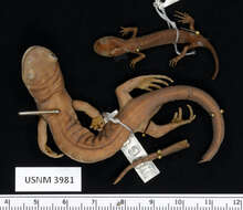 Image of Jefferson Salamander