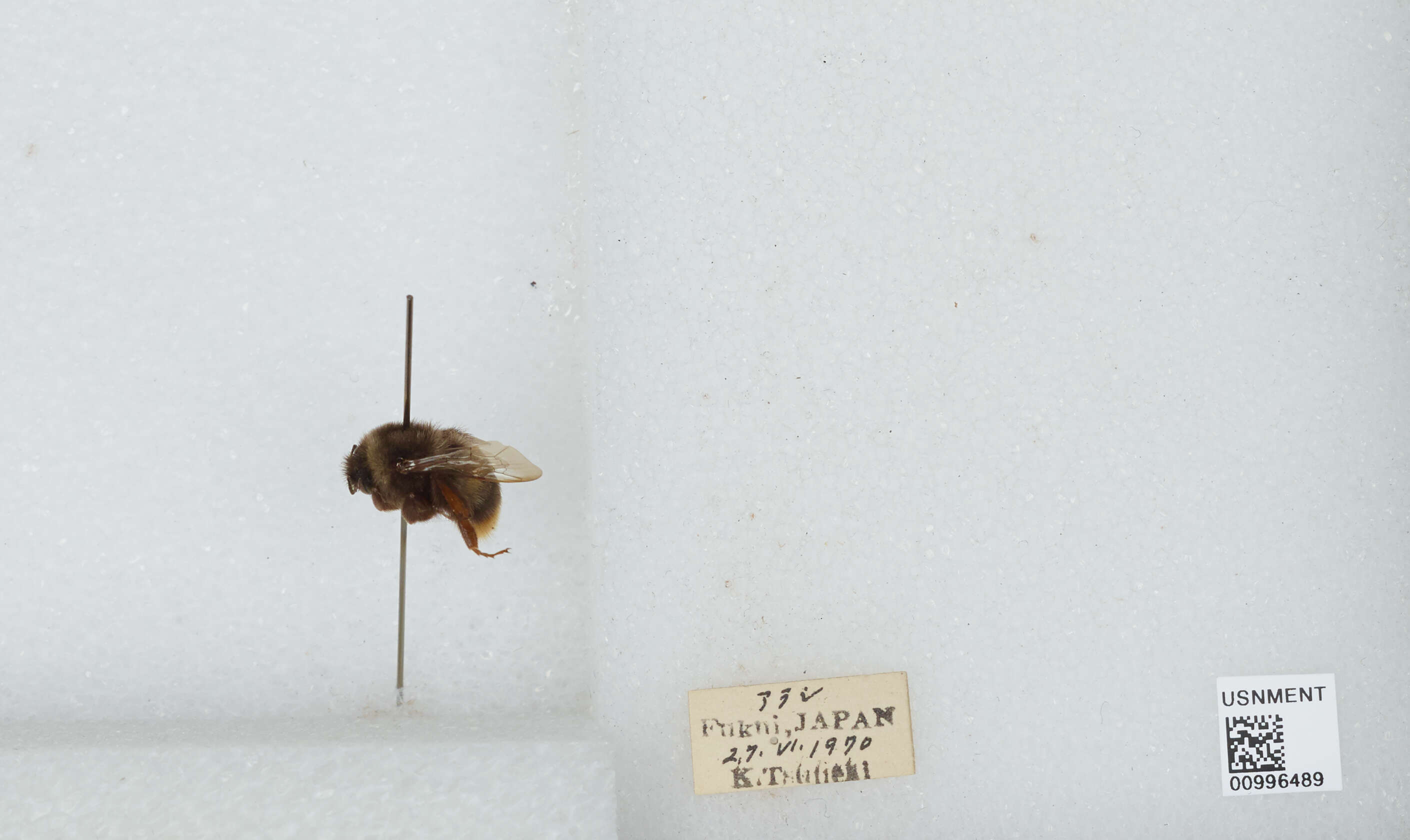 Image of Bombus ignitus Smith 1869