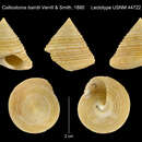 Image of Calliostoma bairdii Verrill & S. Smith