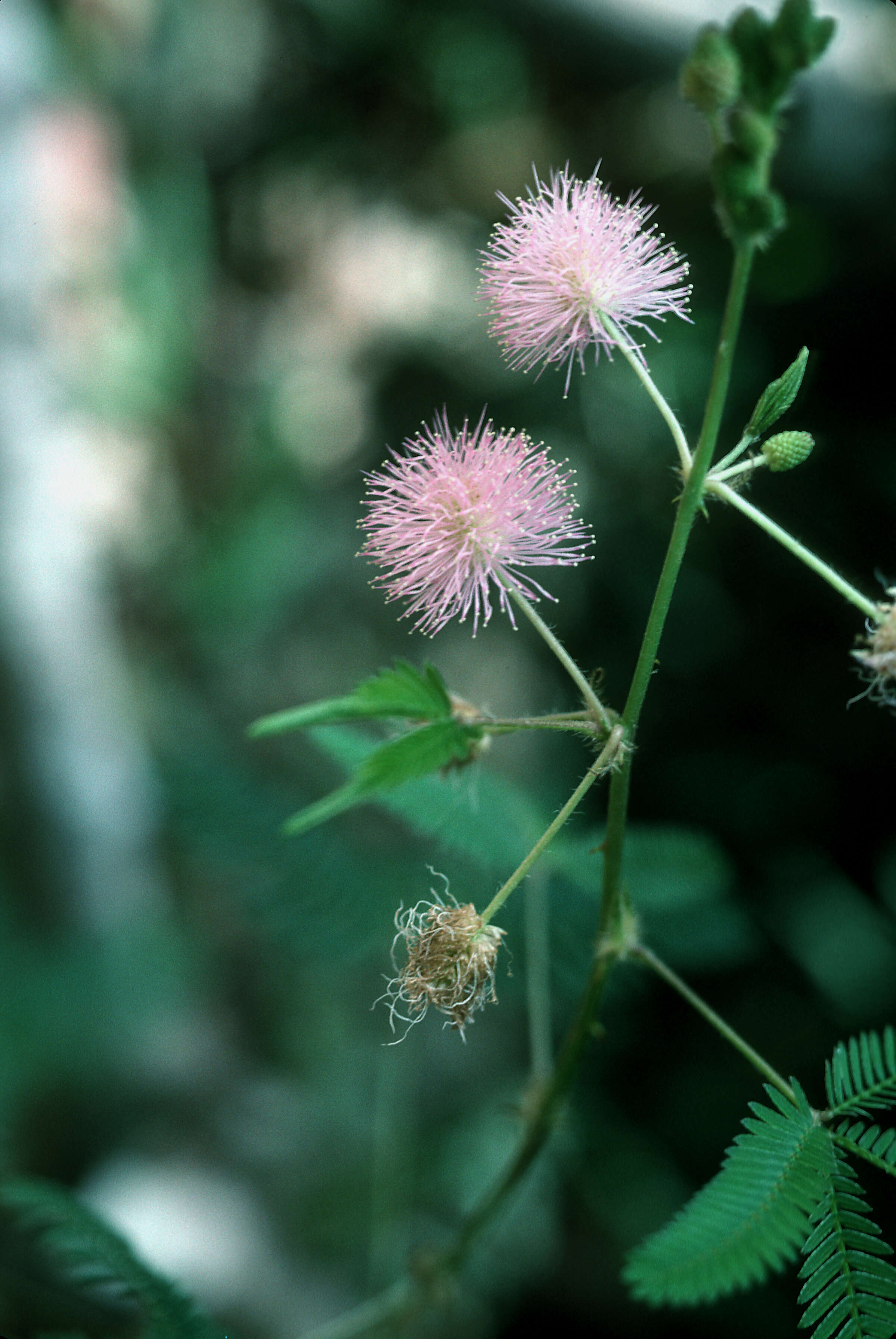 Image of Sensitive Plant